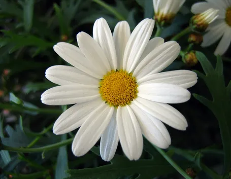 Margherita in piena fioritura