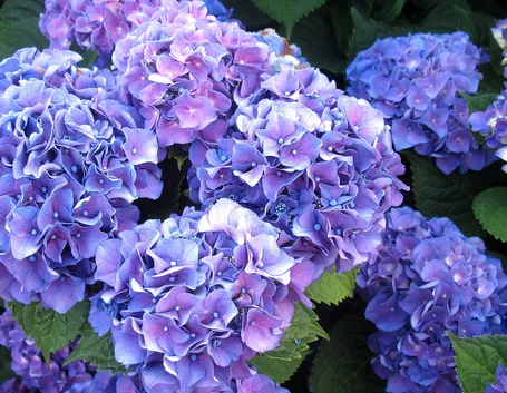 Fiori di ortensia blu