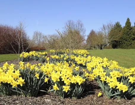 Coltivazione di Narciso