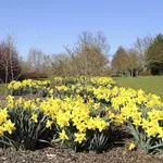 Coltivazione di Narciso