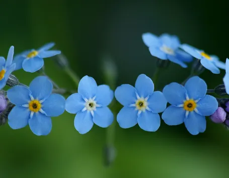 Fiori: non ti scordar di me