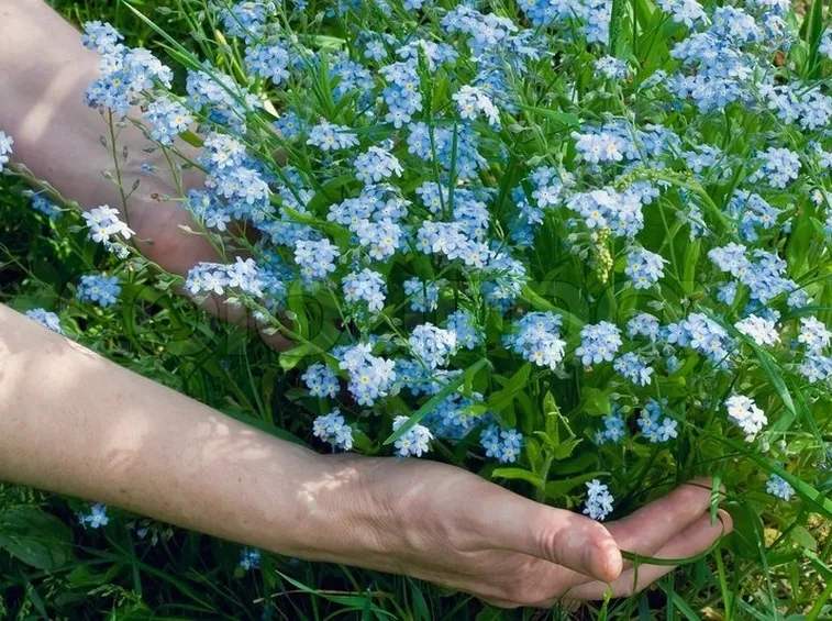 Fiori e giardinaggio
