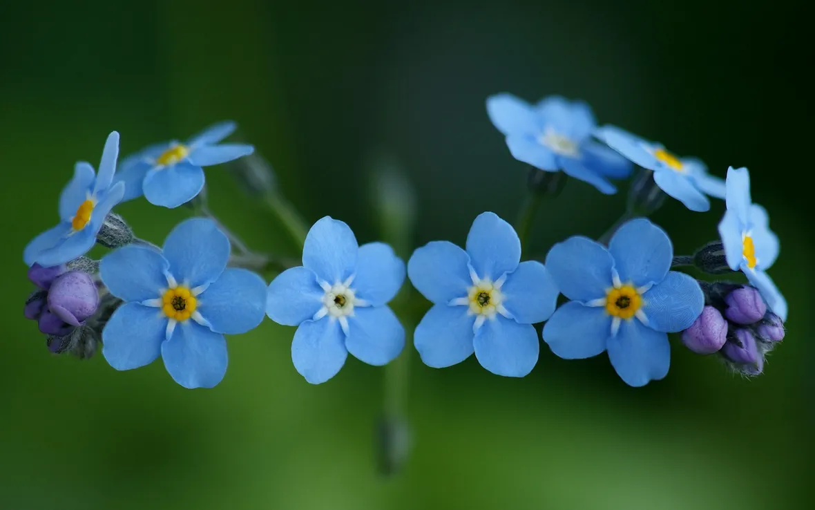 Fiori: non ti scordar di me