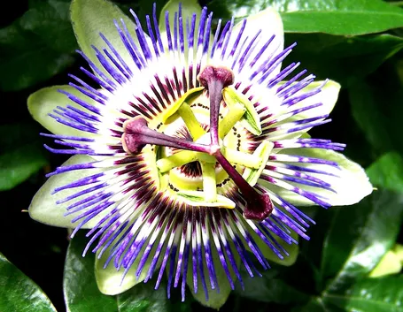 Passiflora Fiore della passione