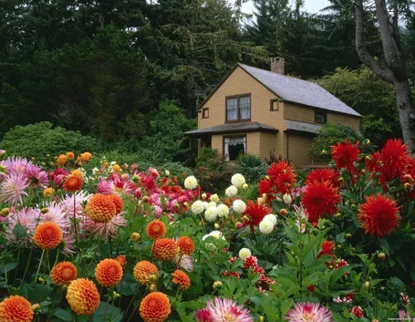 Piante da giardino fiorite