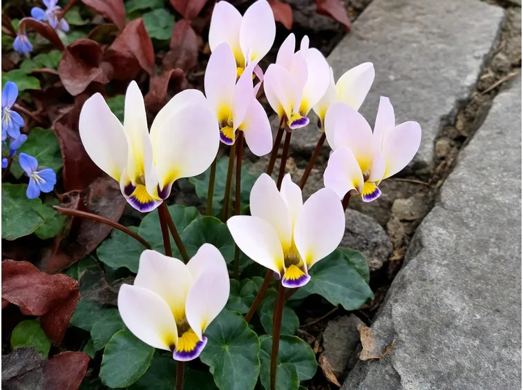 Varietà di piante da giardino fiorite