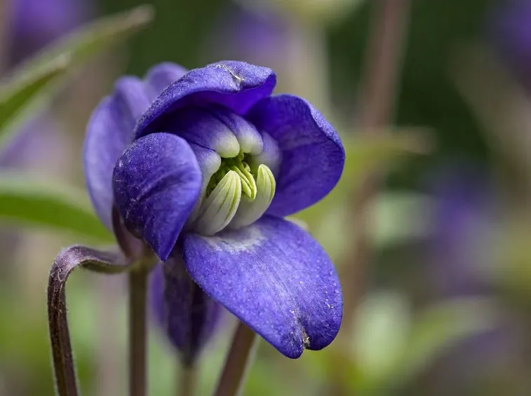 Aconito dai fiori blu