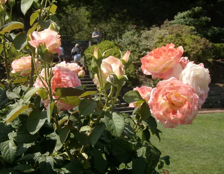 rose da giardino
