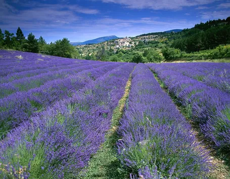 Suggestivo campo di lavanda