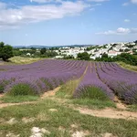 Suggestivo campo di lavanda