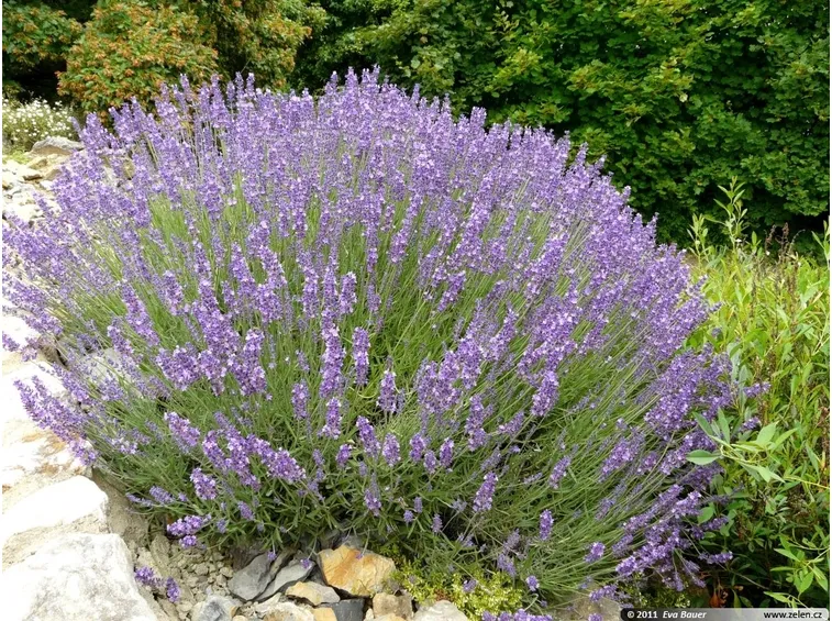 Lavandula Angustifolia