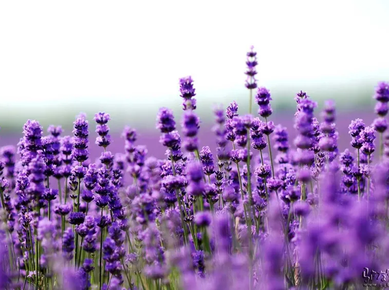 fiori di lavanda