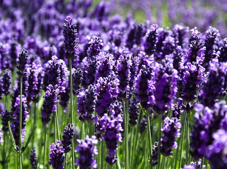 fiori di lavanda