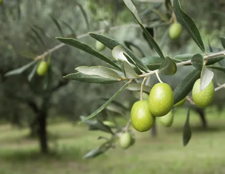Olive verdi pronte per la raccolta