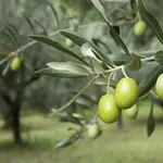 Olive verdi pronte per la raccolta