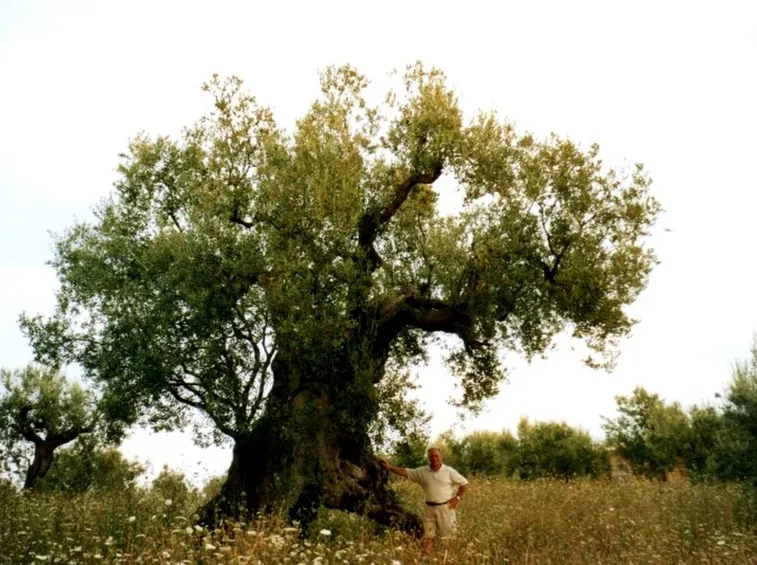 Olivo centenario