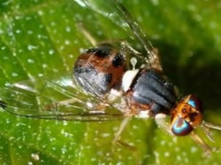 Mosca olivo