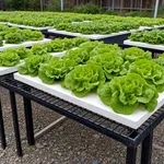 Insalata coltivata senza terra
