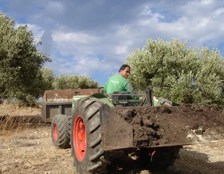 Preparazione del terreno per concimazione olivo