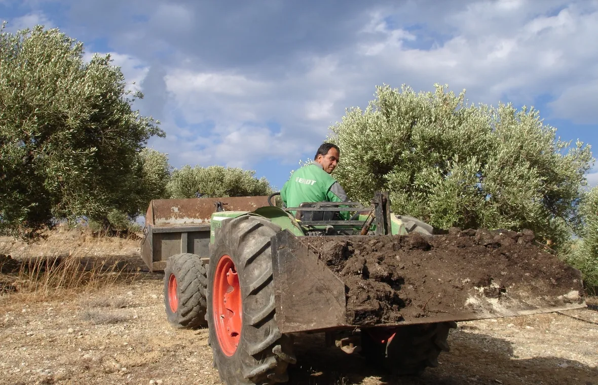 Preparazione del terreno per concimazione olivo