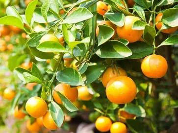 Fertilizzazione delle piante da frutto