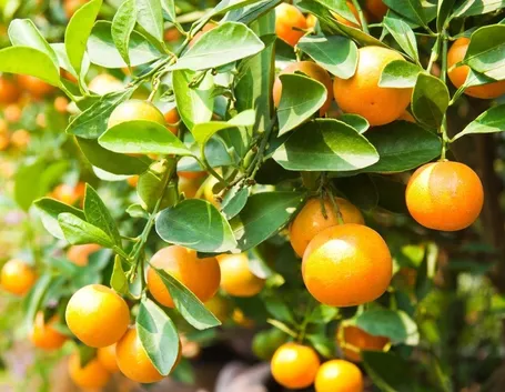 Fertilizzazione delle piante da frutto