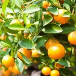 Fertilizzazione delle piante da frutto