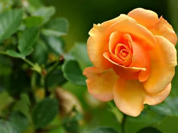 Pianta rosa