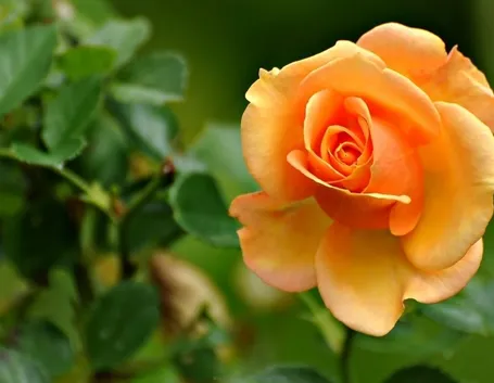 Pianta rosa