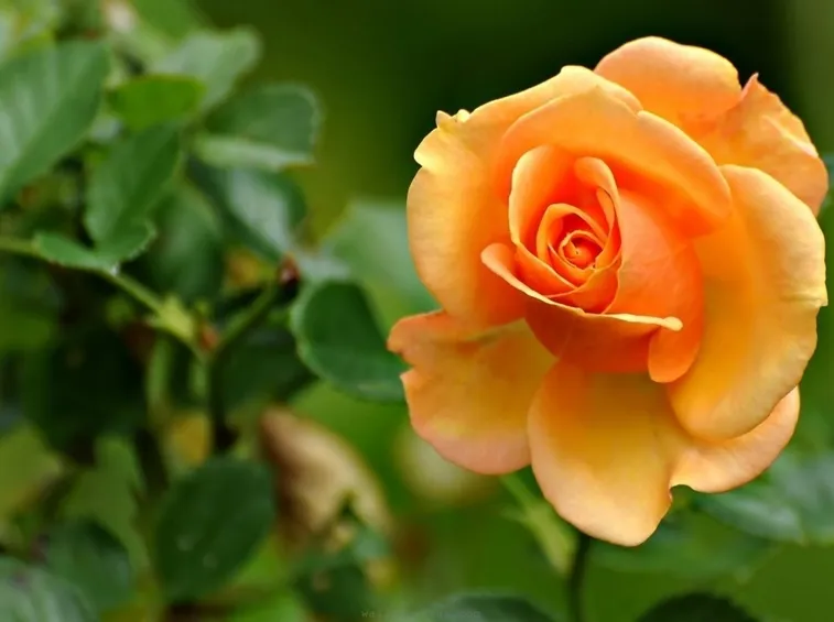 Pianta rosa