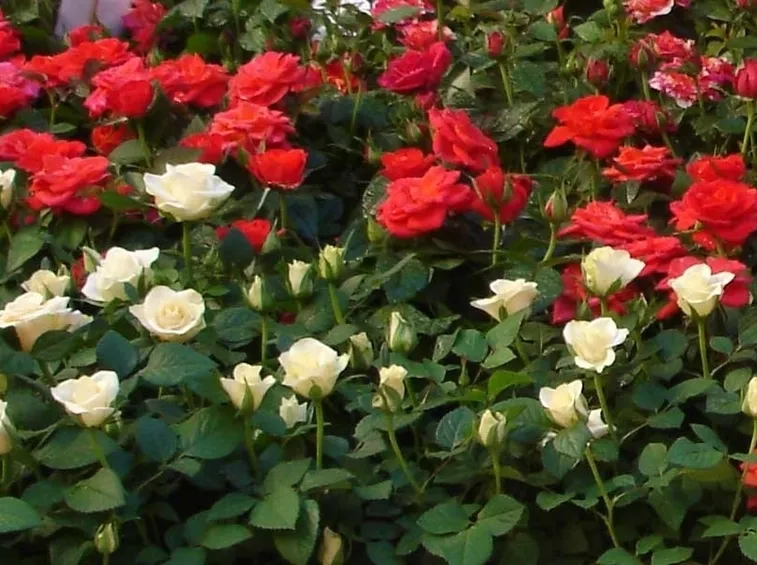Fiore rose concimate