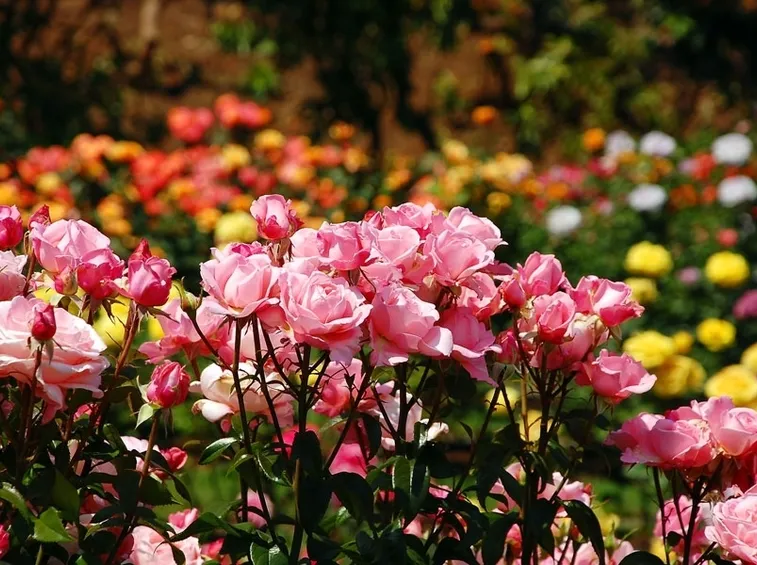 Coltivazione rose