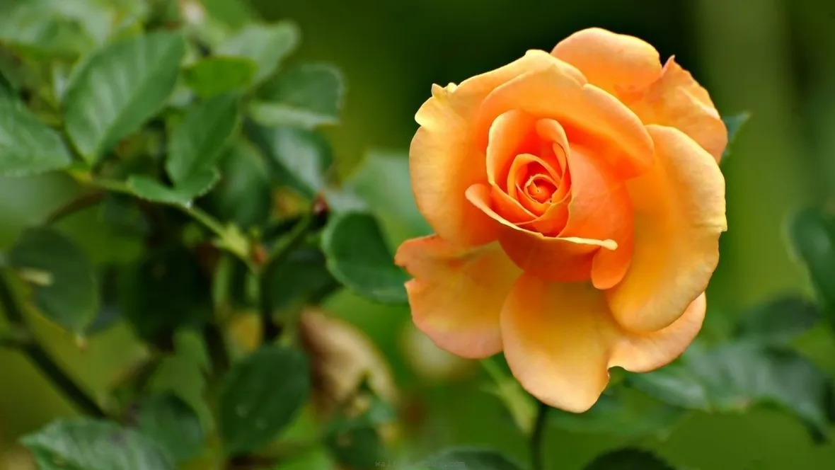 Pianta rosa