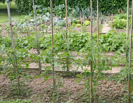 Piante di pomodori
