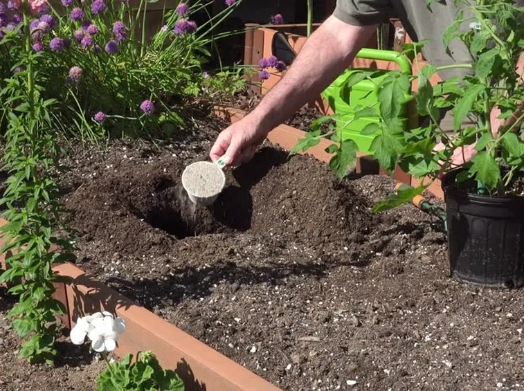 Concimazione terreno per pomodori