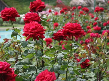 Pianta di rosa fiorita