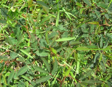Erbe infestanti
