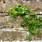 Erbacce negli anfratti di un muro