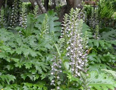 Fiori da giardino perenni: Acanthus