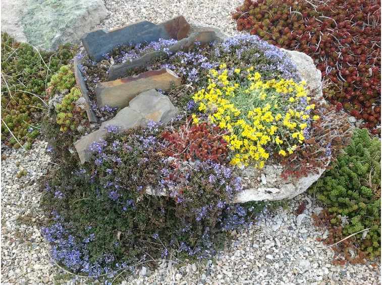 Giardino roccioso