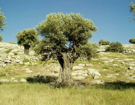 L'albero di olivo nel verde