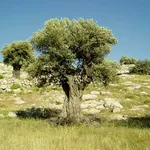 L'albero di olivo nel verde