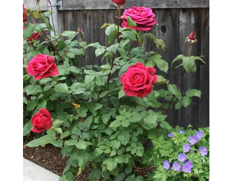 Arbusto di rosa fiorito