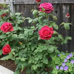 Arbusto di rosa fiorito