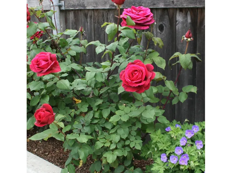 Arbusto di rosa fiorito