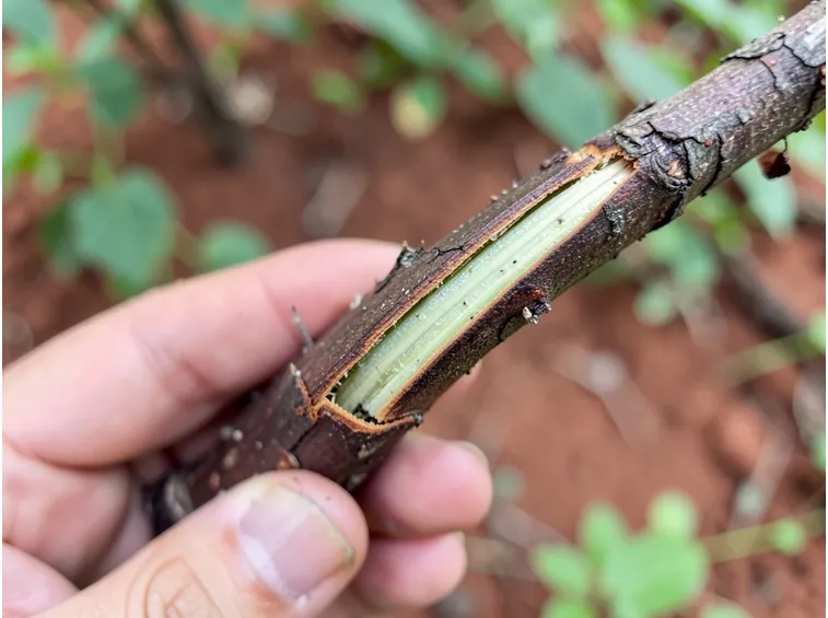 Sollevamento dell'anello di corteccia