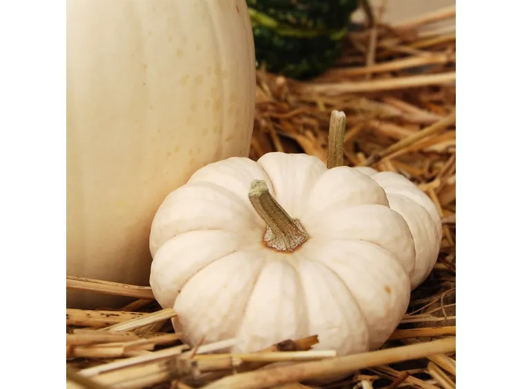 zucca Baby boo