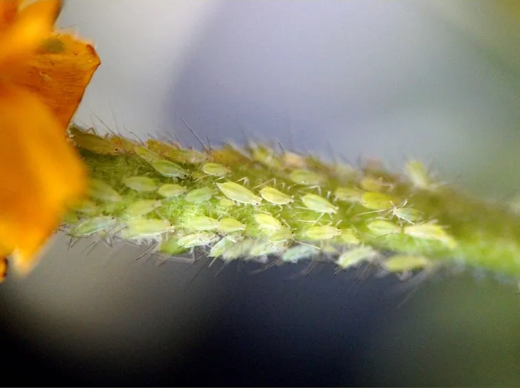 combattere gli afidi in modo naturale