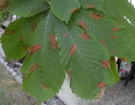 Foglie affette da antracnosi