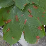 Foglie affette da antracnosi